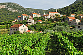 Weinberg und Dorf Pitve, Insel Hvar, Kroatien, Südosteuropa