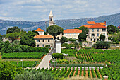 Weinberge und das Dorf Lumbarda, Insel Korcula, Kroatien, Südosteuropa