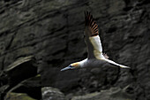 Basstölpel im Flug bei Noss Island, Shetland, Schottland, Vereinigtes Königreich, Europa