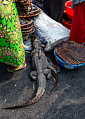 Lebende Krokodile zum Verkauf auf dem Markt von Mbandaka, Provinz Equateur, Demokratische Republik Kongo, Afrika