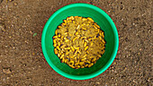 Living worms for lunch, Mbandaka, Equateur province, Democratic Republic of Congo, Africa