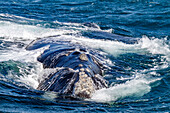 Südlicher Glattwal (Eubalaena australis), erwachsenes Weibchen taucht kopfüber auf in Puerto Pyramides, Golfo Nuevo, Argentinien, Südamerika