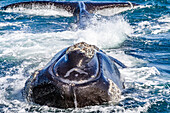 Southern right whale (Eubalaena australis) adult female lifting both her head and flukes out of the water in Argentina, South America