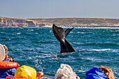 Southern right whale (Eubalaena australis) flukes-up dive near whale watching boat in Puerto Pyramides, Argentina, South America