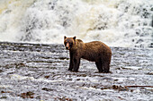 Ausgewachsener Braunbär (Ursus arctos) beim Fischen auf Rotlachs im Pavlof Harbor auf Chichagof Island, Südost-Alaska, Vereinigte Staaten von Amerika, Nordamerika