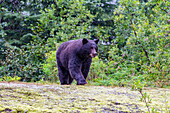 Adult American black bear (Ursus americanus) near Mendenhall Glacier, Southeast Alaska, United States of America, North America