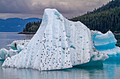 Black-legged kittiwakes (Rissa tridactyla) on iceberg in Tracy Arm, Southeast Alaska, United States of America, North America