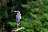 An adult great blue heron (Ardea herodias) perched beside a river in Misty Fjords National Monument, United States of America, North America