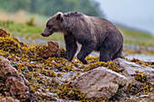 Ausgewachsener Braunbär (Ursus arctos) bei der Futtersuche entlang der Küste am Pavlof Harbor auf Chichagof Island, Vereinigte Staaten von Amerika, Nordamerika