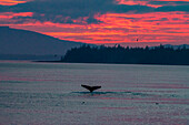 Adult humpback whales (Megaptera novaeangliae) flukes-up dive in Snow Pass at sunset, Southeast Alaska, United States of America, North America