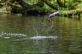 Leaping pink salmon (Oncorhynchus gorbuscha) gathering to spawn at Lake Eva on Chichagof Island, Alaska, United States of America, North America