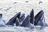 Adult humpback whales (Megaptera novaeangliae) co-operatively bubble-net feeding in Snow Pass, Alaska, United States of America, North America