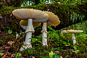 Pilze wachsen im Tongass National Forest im Südosten Alaskas, Pazifischer Ozean, Vereinigte Staaten von Amerika, Nordamerika