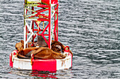 Northern (Steller) sea lions (Eumetopias jubatus) hauled out on the WN buoy just outside Petersburg, Alaska, United States of America, North America