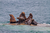 Nördliche Seelöwen (Eumetopias jubatus) auf der South Marble Island im Glacier Bay National Park, UNESCO-Welterbe, Alaska, Vereinigte Staaten von Amerika, Nordamerika