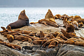 Nördliche Seelöwen (Eumetopias jubatus) auf South Marble Island im Glacier Bay National Park, UNESCO-Welterbe, Alaska, Vereinigte Staaten von Amerika, Nordamerika