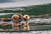 Ausgewachsene Seeottermutter (Enhydra lutris kenyoni) mit ihrem Jungen auf der Brust im Inian Pass, südöstliches Alaska, Pazifischer Ozean, Vereinigte Staaten von Amerika, Nordamerika