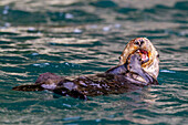 Ausgewachsenes Seeotterweibchen (Enhydra lutris kenyoni), das Seeigel frisst, die es vom Meeresboden aufgesammelt hat, im Inian Pass, südöstliches Alaska, Pazifischer Ozean, Vereinigte Staaten von Amerika, Nordamerika