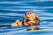 Ausgewachsener weiblicher Seeotter (Enhydra lutris kenyoni), der Seeigel frisst, die er vom Meeresboden aufgesammelt hat, im Inian Pass, südöstliches Alaska, Pazifischer Ozean, Vereinigte Staaten von Amerika, Nordamerika