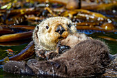 Ausgewachsene Seeotter (Enhydra lutris kenyoni) Mutter mit ihrem Jungtier auf der Brust in Inian Pass, Südost-Alaska, Pazifischer Ozean, Vereinigte Staaten von Amerika, Nordamerika