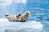 Hafenrobbe (Phoca vitulina) auf dem Eis des Südsawyer-Gletschers, Südost-Alaska, Vereinigte Staaten von Amerika, Nordamerika