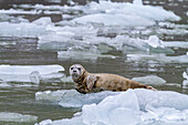 Hafenrobbe (Phoca vitulina) auf dem Eis des South Sawyer Glacier, Südost-Alaska, Vereinigte Staaten von Amerika, Nordamerika