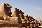 Avenue of Sphinxes, Luxor, Thebes, UNESCO World Heritage Site, Egypt, North Africa, Africa