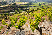 Weinberge um Omodos, Troodos-Gebirge, Zypern, Östliches Mittelmeer, Europa