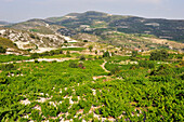 Weinberge um Omodos, Troodos-Gebirge, Zypern, Östliches Mittelmeer, Europa