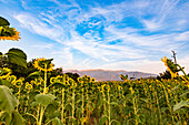 Sunflower fields near Rila, Bulgaria, Europe