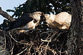 Female Harpy eagle (Harpia harpyja), feeding her four month old chick, Alta Floresta, Amazon, Brazil, South America