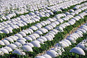 Market gardening with protective covers, Mont-Saint-Michel bay, Manche department, Normandy region, France ,Europe