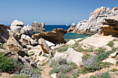 Spring flowers and granite rocks beside the Strait of Bonifacio, Capo Testa, Santa Teresa di Gallura, Sassari, Sardinia, Italy, Mediterranean, Europe