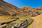 Pfad in den Anden und Alpakaherde, in der Nähe des Regenbogenbergs, Bezirk Pitumarca, Region Cusco (Cuzco), Peru, Südamerika