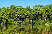 Sandoval-See und Aguaje-Palmen, Tambopata-Nationalreservat, Puerto Maldonado, Madre de Dios, Peru, Südamerika