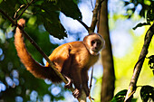 Brown capuchin monkey (Cebus apella) (Sapajus apella) on tree, Tambopata National Reserve, Puerto Maldonado, Tambopata Province, Madre de Dios, Peru, South America