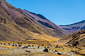 Alpakaherde, in der Nähe des Regenbogenbergs, Bezirk Pitumarca, Region Cusco (Cuzco), Peru, Südamerika