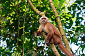 Brown capuchin monkey (Cebus apella) (Sapajus apella) on tree, Tambopata National Reserve, Puerto Maldonado, Tambopata Province, Madre de Dios, Peru, South America