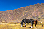 Pferde auf der Weide in den Anden, in der Nähe des Regenbogenbergs, Bezirk Pitumarca, Region Cusco (Cuzco), Peru, Südamerika