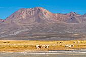 Herd of alpacas grazing against mountains, Salinas y Aguada Blanca National Reserve, Arequipa Province, Arequipa Region, Peru, South America