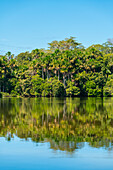 Sandoval-See und Aguaje-Palmen, Tambopata-Nationalreservat, Puerto Maldonado, Madre de Dios, Peru, Südamerika