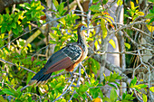 Hoatzin (Ophisthocomus hoazin) sitzt auf einem Ast am Sandoval-See, Tambopata-Nationalreservat, Puerto Maldonado, Madre de Dios, Peru, Südamerika