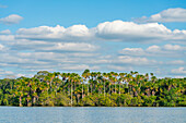 Sandoval-See und Aguaje-Palmen, Tambopata-Nationalreservat, Puerto Maldonado, Madre de Dios, Peru, Südamerika