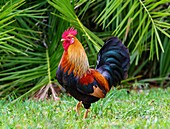 Feral cockerel in Spittal Pond Nature Reserve, Smith's, Bermuda, Atlantic, North America