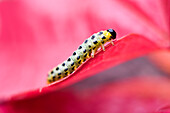 Larvae of sawfly (symphyta), France, Europe