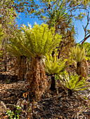 Cycads, a dioecious tree belonging to the order Cycadales found on Bigge Island, Kimberley, Western Australia, Australia, Pacific