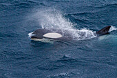 Eine große Gruppe von Gerlache Strait Typ B Schwertwalen (Orcinus orca), die in der Gerlache Strait unterwegs sind und sich treffen, Antarktis, Polargebiete