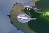 Ausgewachsener Peale's Dolphin (Lagenorhynchus australis), Bugfahrt in der Nähe von New Island auf den Falklandinseln, Südamerika