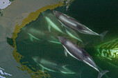 Ausgewachsener Peale's Dolphin (Lagenorhynchus australis), Bugfahrt in der Nähe von New Island auf den Falklandinseln, Südamerika