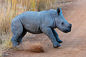 Baby Spitzmaulnashorn, Pilanesberg-Nationalpark, Nordwestprovinz, Südafrika, Afrika